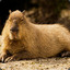 Capybara