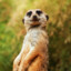 Meerkat