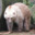 Grolar Bear