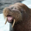 Jolly Walrus