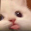 zMohtシ