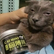 господин амиго