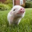 Big White Pig