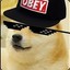 MLG DOGYSEK