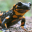 Salamandra