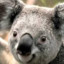 coala koala