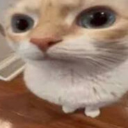 𝒙𝒄𝒛𝒂𝒊𝒂𝒂