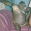 Orangutan Feet Pics