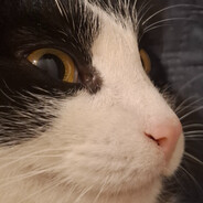 Steam Avatar