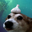 Frak