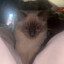 Sable Sit On Me pls