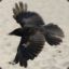 Makari Crow