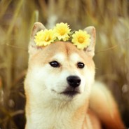 Test - steam id 76561197960713843