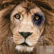 你在我眼里只是个动物