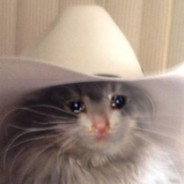 cowboy cat