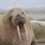 Walrus