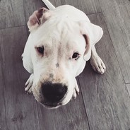 LSPD: 4R-[9132] | Oskar K.