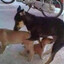 cachorrao