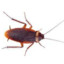 roach