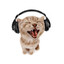 sillycatwithheadphones