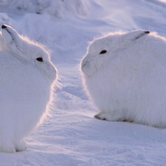Snow bunnies