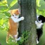 Cats Stuck In Trees
