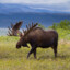 Moose
