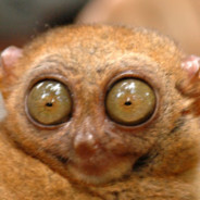 Mimik avatar