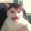 krazy cat :3