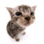 KatteN