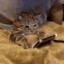 Silliest cat