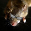 Rat-Adjacent