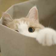 剑心无情爱未凉