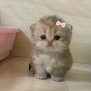 Котёнок :) avatar