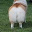 FlufflyButtCheek