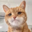 反杀闰土的猹