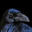 American Crow