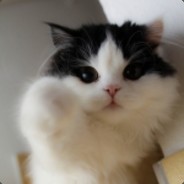 никто :3 - steam id 76561197960506032