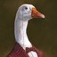 business goose