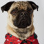 Prince The Pug