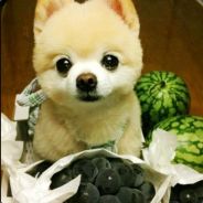 我是你们的野爹