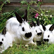 闪现给你大逼兜