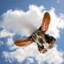 flyingdog15