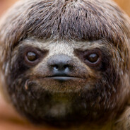 poob - steam id 76561199025296715