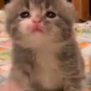Kitty
