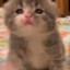 Kitty's avatar
