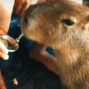 Capivara Kitibota