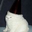 CatInAChristmasHat