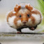 Hamster