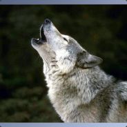 XYZ - steam id 76561197969349544